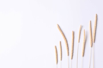 Beautiful dried flowers on a white background. Place for text, top viw