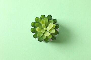 Small succulent in a pot on colored background
