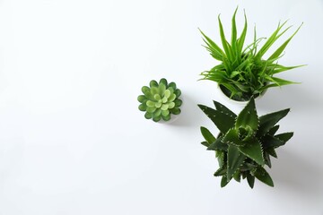 Fototapeta premium Various plants in pots on a white background