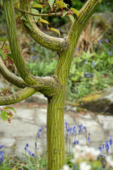close-up of Acer Davidii or Snake Bark Maple