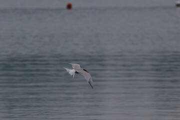 Naklejka premium tern in flight