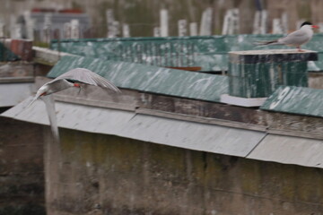 tern in flight
