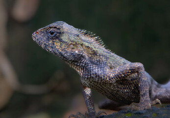 bearded dragon lizard
