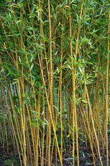 close-up of Phyllostachys aureosulcata, 
golden groove bamboo, yellow-groove bamboo