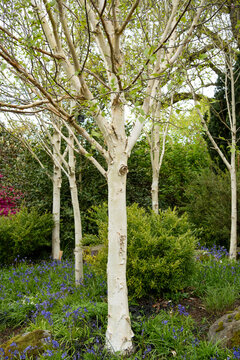 close-up of Betula utilis subsp. jacquemontii, West Himalayan birch