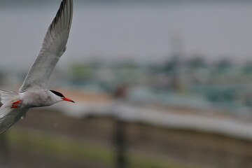 tern in flight