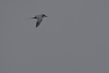 tern in flight