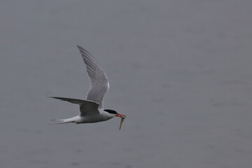 tern in flight