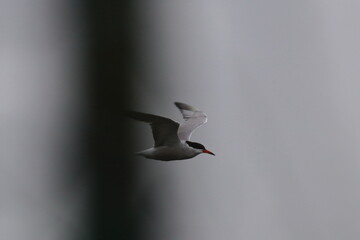 tern in flight