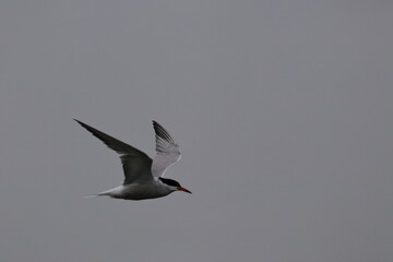 tern in flight