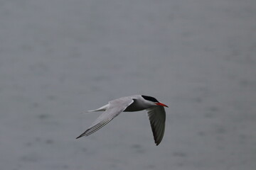 tern in flight