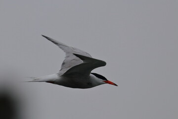 tern in flight