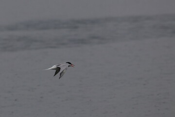 tern in flight