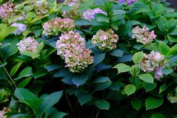 Fototapeta premium Purple and Pink Hydrangea Flowers stock photo, Colorful flower photo.