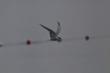 tern in flight
