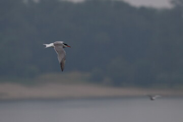 tern in flight