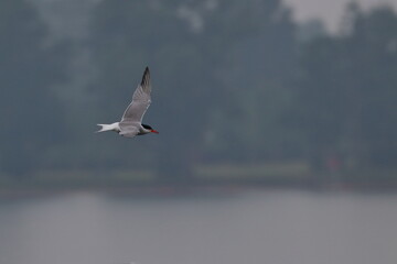 tern in flight
