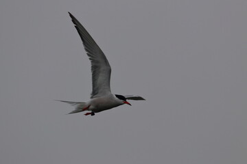 tern in flight