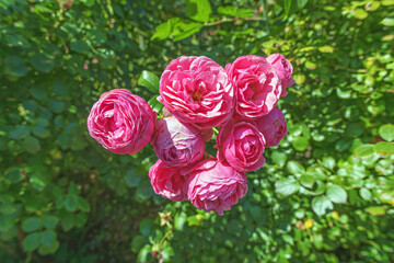 a bunch of roses in the garden