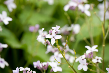 close-up of Lunaria rediviva, perennial honesty