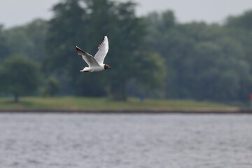 common tern