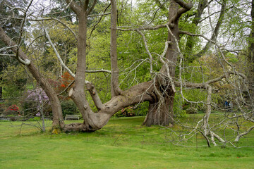 close-up of an old and massive Castanea sativa, the sweet chestnut, Spanish chestnut or chestnut