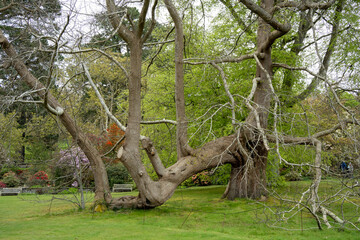 close-up of an old and massive Castanea sativa, the sweet chestnut, Spanish chestnut or chestnut