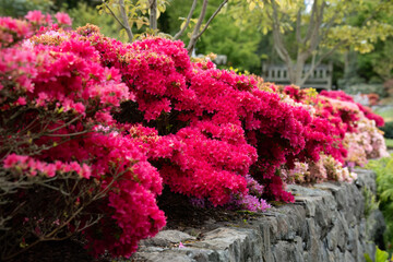 close-up of a Bougainvillea flower border