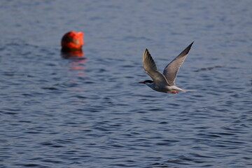 common tern