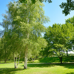 Beautiful meadow with green grass in public park.