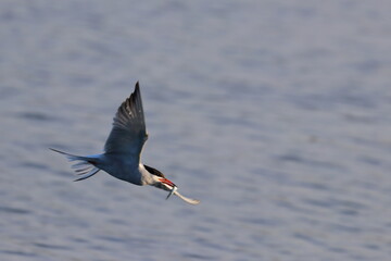 common tern