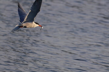 common tern