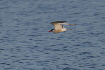 sterna hirundo