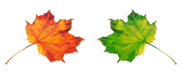 Orange and green autumn maple-leafs