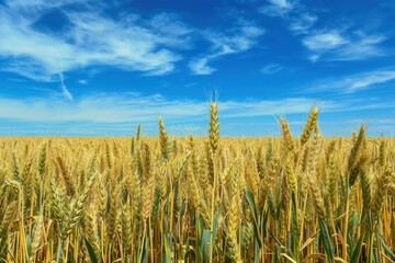 Wheatfield and Blue Skies in Valensole, Alpes de Hautes Provence, PACA Region