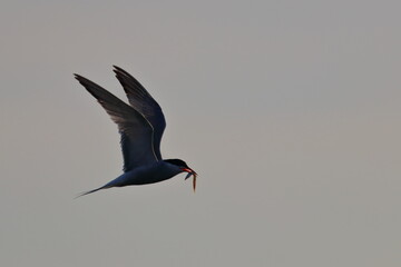 sterna hirundo