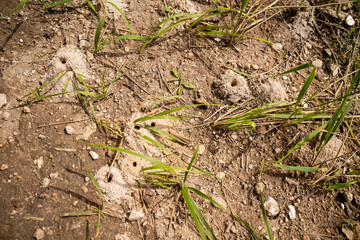 Natural Ground Texture Featuring Grass, Small Holes and Uneven Soil Surfaces in an Outdoor Environment