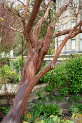 close-up of an Arbutus x andrachnoides (Red Barked Strawberry Tree)