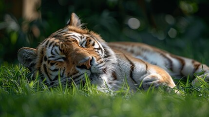 Fototapeta premium A calm tiger resting on lush green grass in a natural habitat during the afternoon sunlight, showcasing its elegant fur and peaceful demeanor
