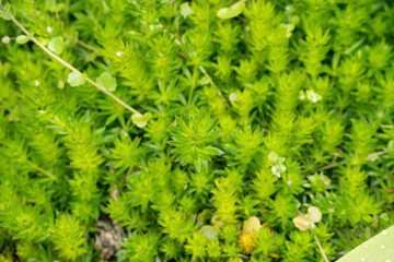 close-up of Phuopsis stylosa, the Caucasian crosswort or large-styled crosswort