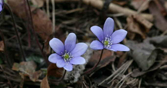 Common Hepatica or Anemone Hepatica, Blue Blossom Wild Flower. Violet Purple Hepatica Nobilis, First Spring Flower in the Blurred Background of Nature. Ranunculaceae family. 4k