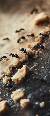 Ants carrying away pieces of cookie crumbs, detailed closeup  Snack Contamination, Insect Trail