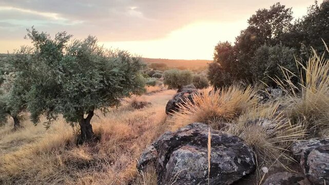 Paneo de c&aacute;mara en un paisaje panor&aacute;mico de campo en un olivar con espigas movi&eacute;ndose por la brisa y el viento en un atardecer de verano