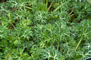 close-up of Stachys byzantina, the lamb's-ear or woolly hedgenettle