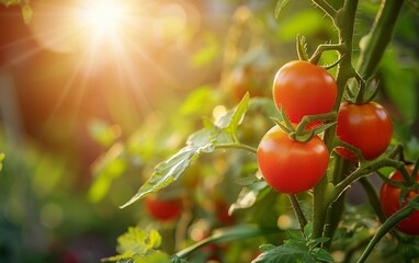 ripe red tomatoes hang on a branch in a greenhouse. close-up. copyspace