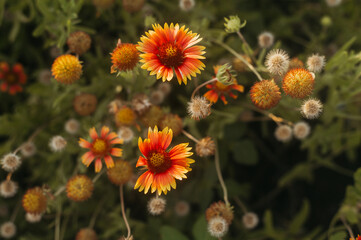 red and yellow flowers