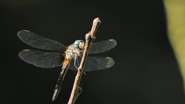 A large dragonfly, probably a  blue dasher (Pachydiplax longipennis), sits on a branch near a pond.
