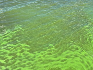 Eutrophication green river water with harmful algae cyanobacterium 