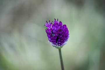 close-up of Eryngium planum (Blue Hobbit)