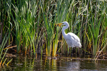 Close up of a Great White Egret stanf=ding in water at edge of reedbed with large fish in its beak